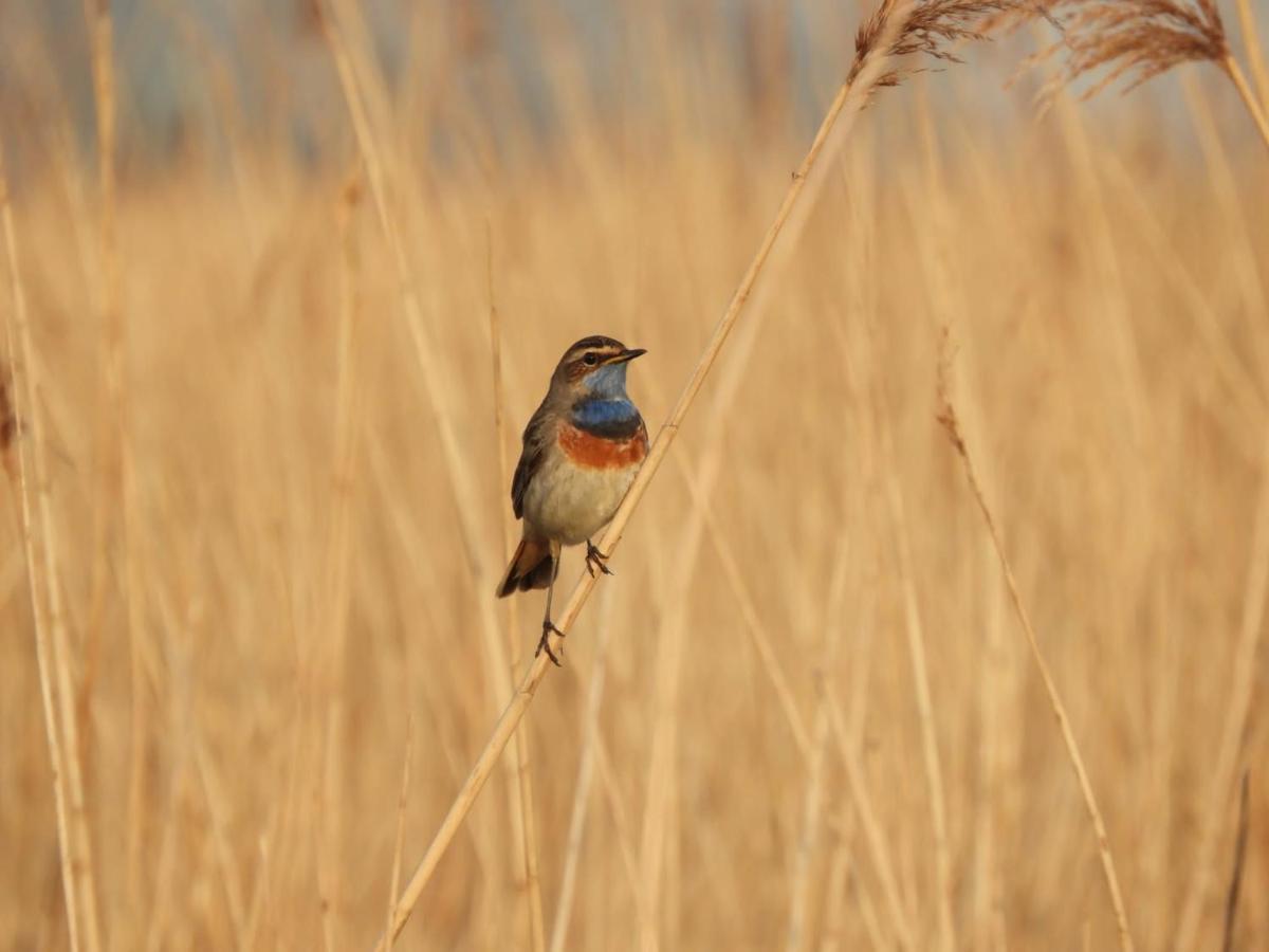 Gastenverblijf De Natureluur Noorden ภายนอก รูปภาพ